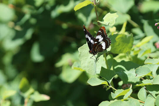 Image of Lorquin's Admiral