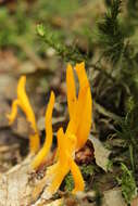 Imagem de Calocera viscosa (Pers.) Fr. 1821