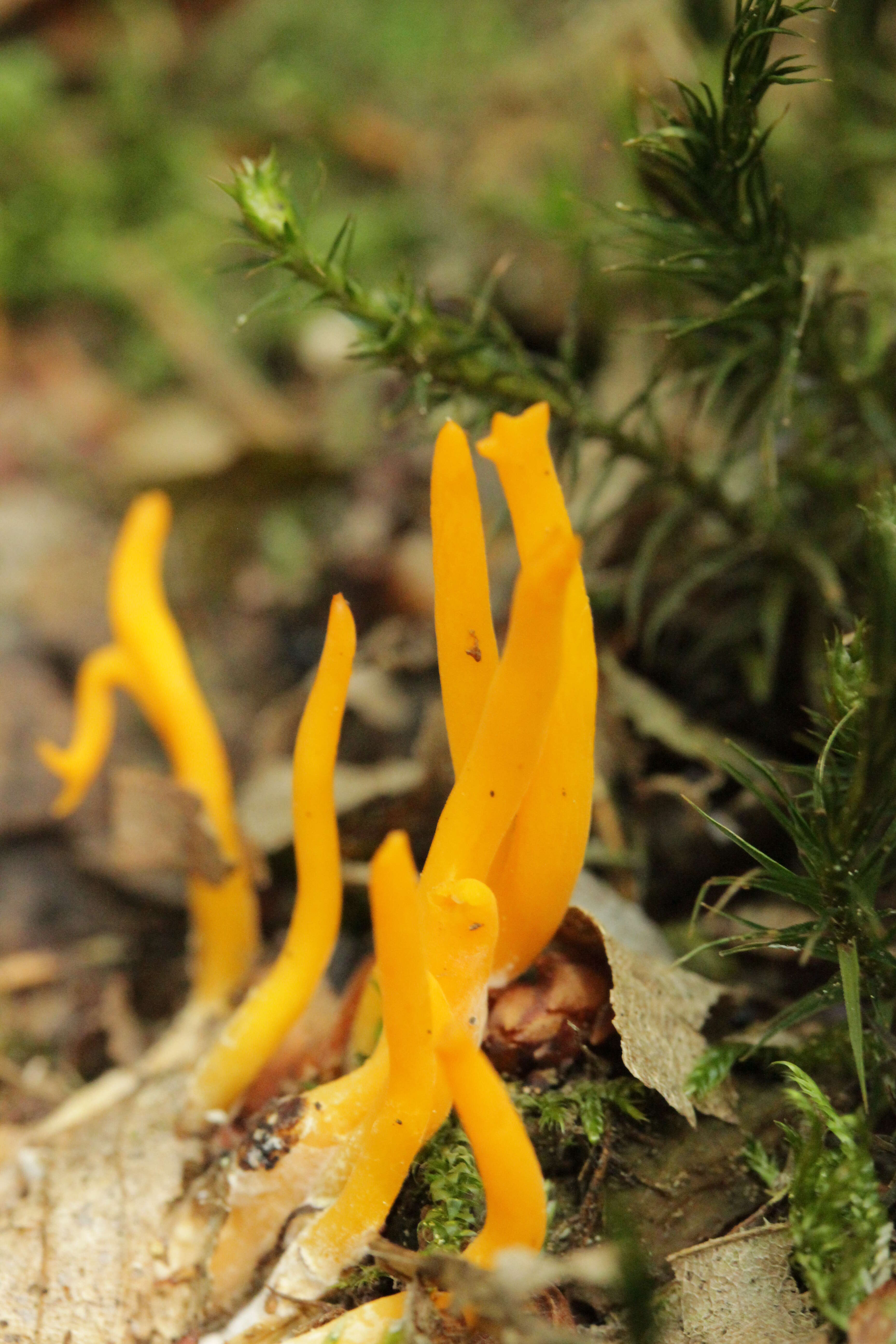 Imagem de Calocera viscosa (Pers.) Fr. 1821