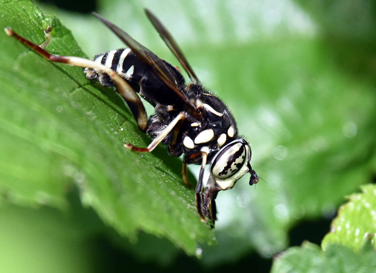 Image of Spilomyia fusca Loew 1864