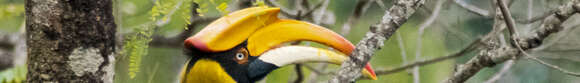 Image of Great Indian Hornbill