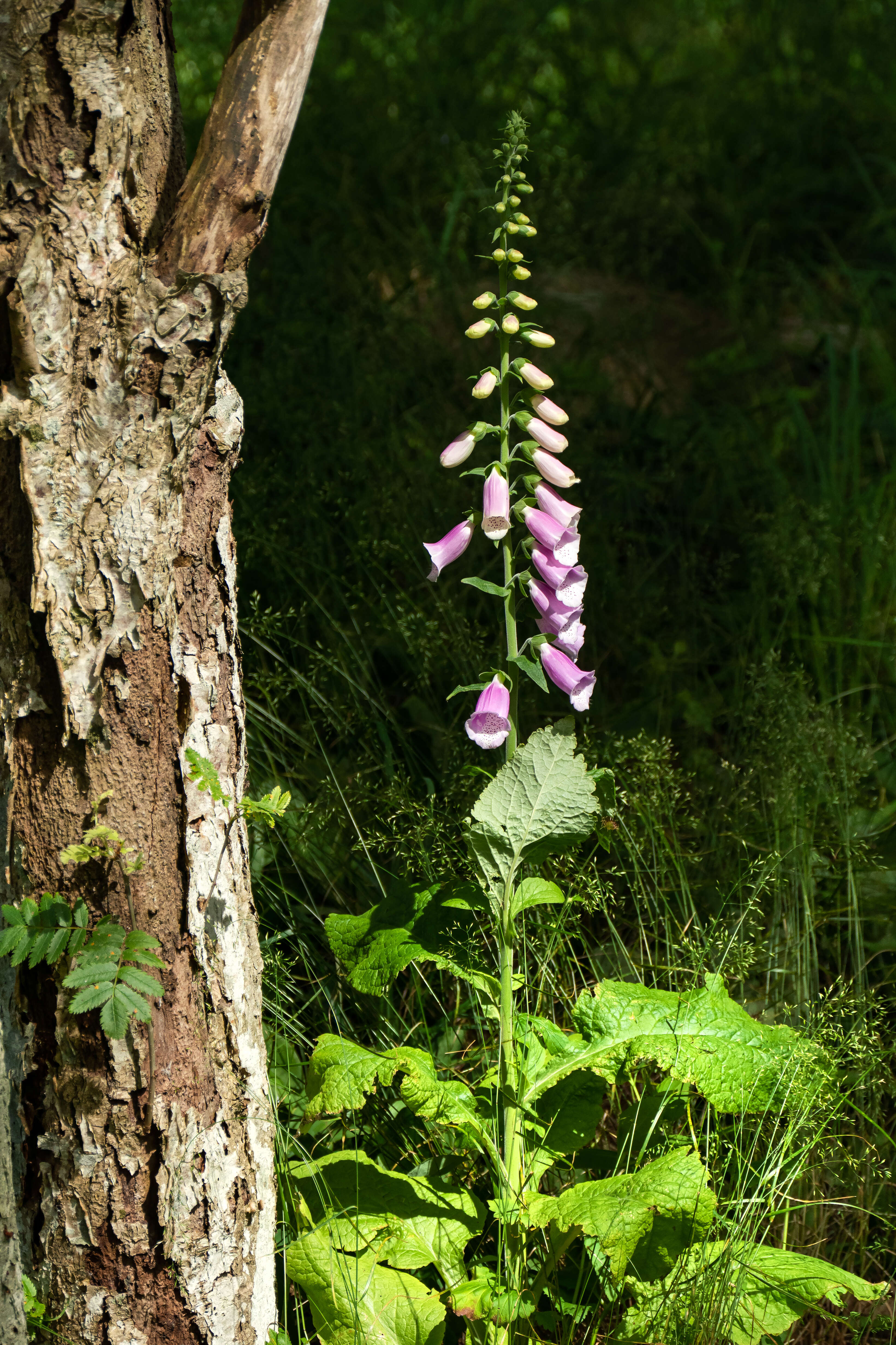 Imagem de Digitalis purpurea L.