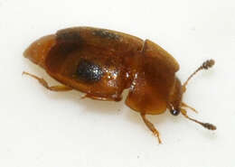 Image of Sap beetle