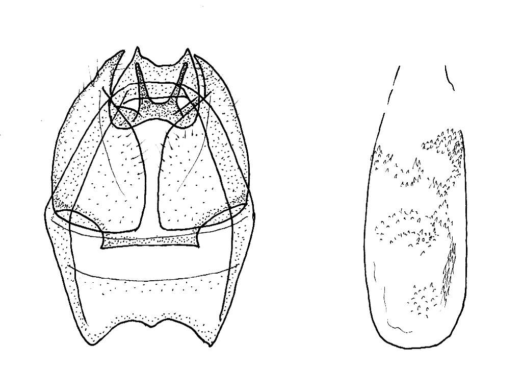 Image of Stigmella alaternella (Le Marchand 1937) Klimesch 1948