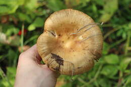 Image of Stinking Russula