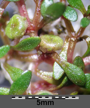 Image of eight-stamened waterwort