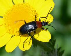 Image of Heliotaurus ruficollis