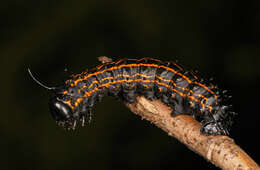 Image of Orange-tipped oakworm moth