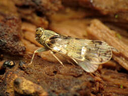 Image of cixiid planthoppers