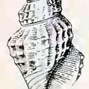 Image of Antiguraleus murrheus (Webster 1906)