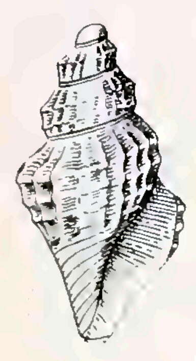 Image of Antiguraleus murrheus (Webster 1906)