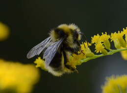 Image de Bombus semenoviellus Skorikov 1910