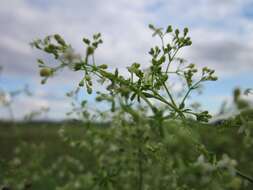 Image of White bedstraw