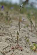 Image of Early Forget-me-not