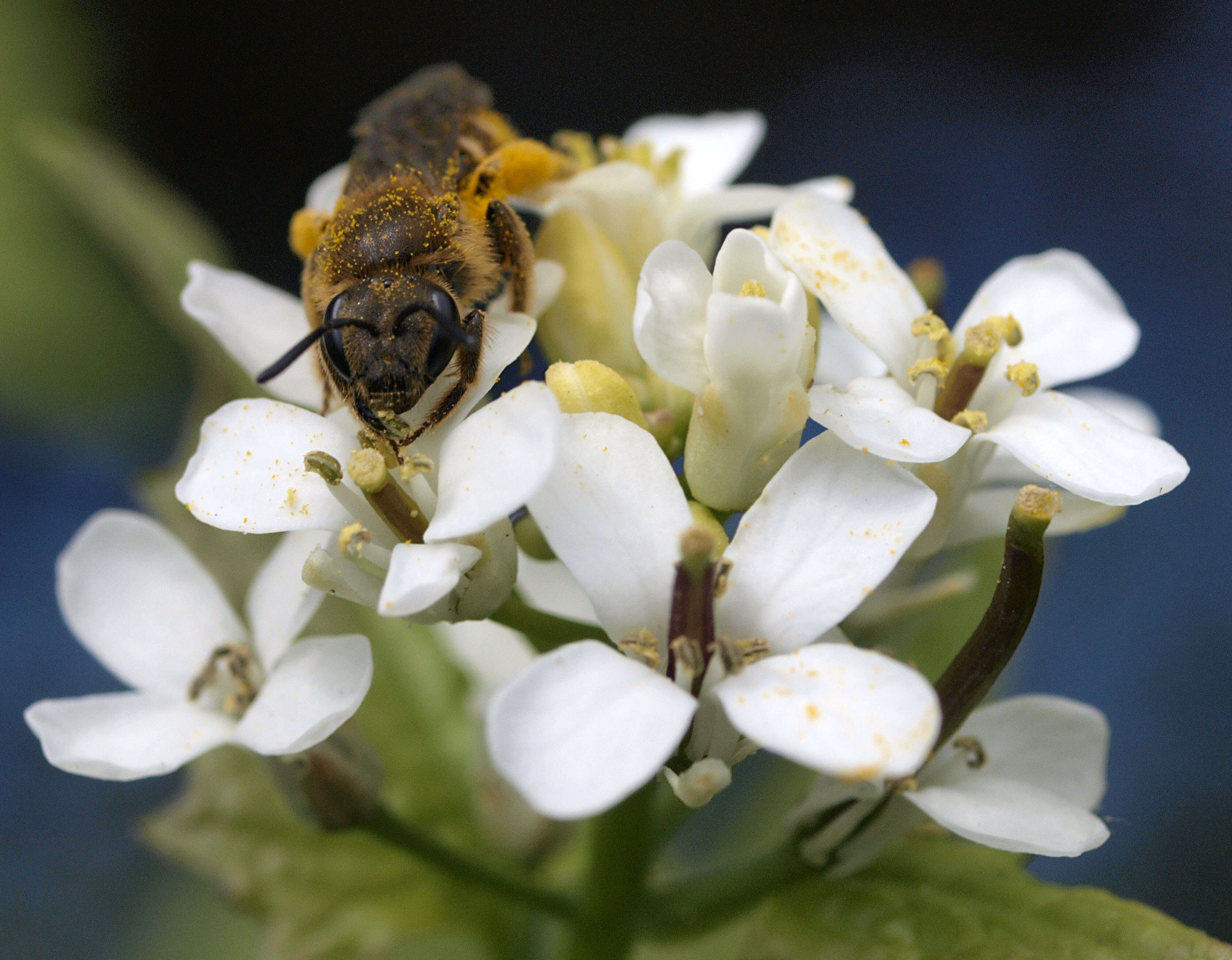 Plancia ëd Lasioglossum calceatum (Scopoli 1763)