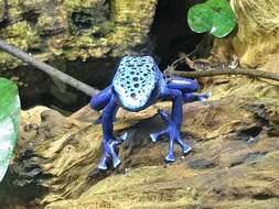 Image of Dendrobates azureus