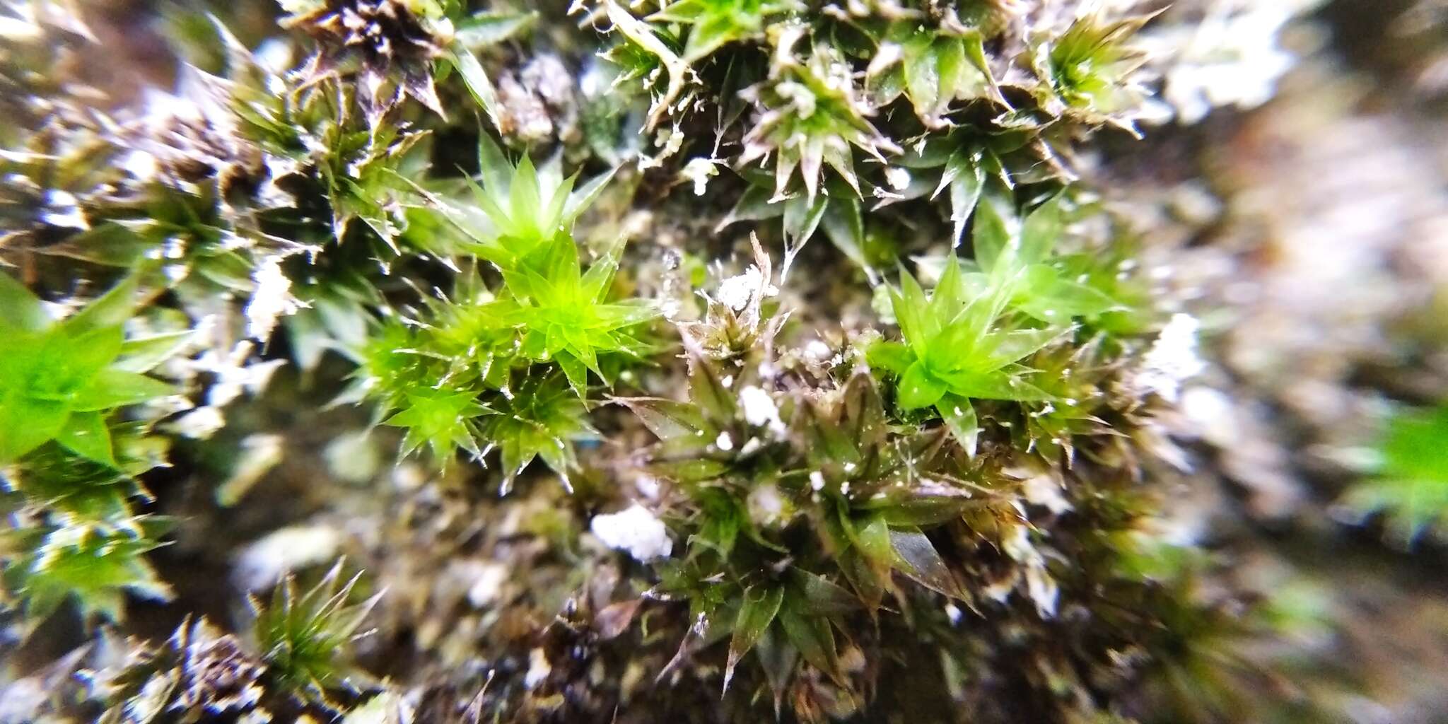 صورة Syntrichia ruralis Weber & D. Mohr 1803