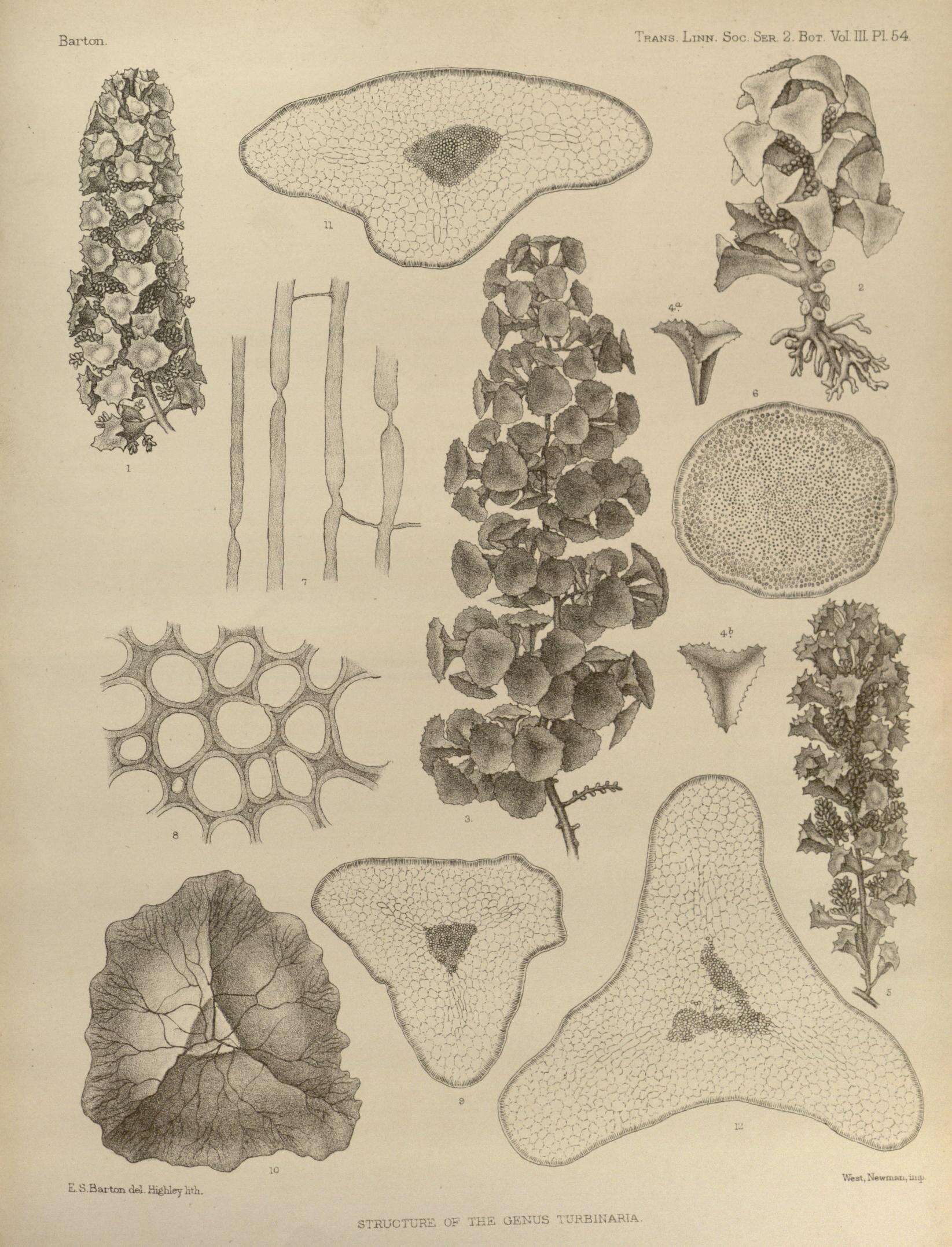 Image of Turbinaria ornata