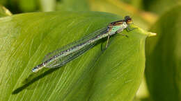 Image of red-eyed damselfly