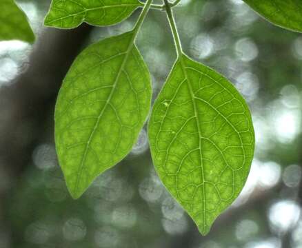 Imagem de Volkameria glabra (E. Mey.) Mabb. & Y. W. Yuan