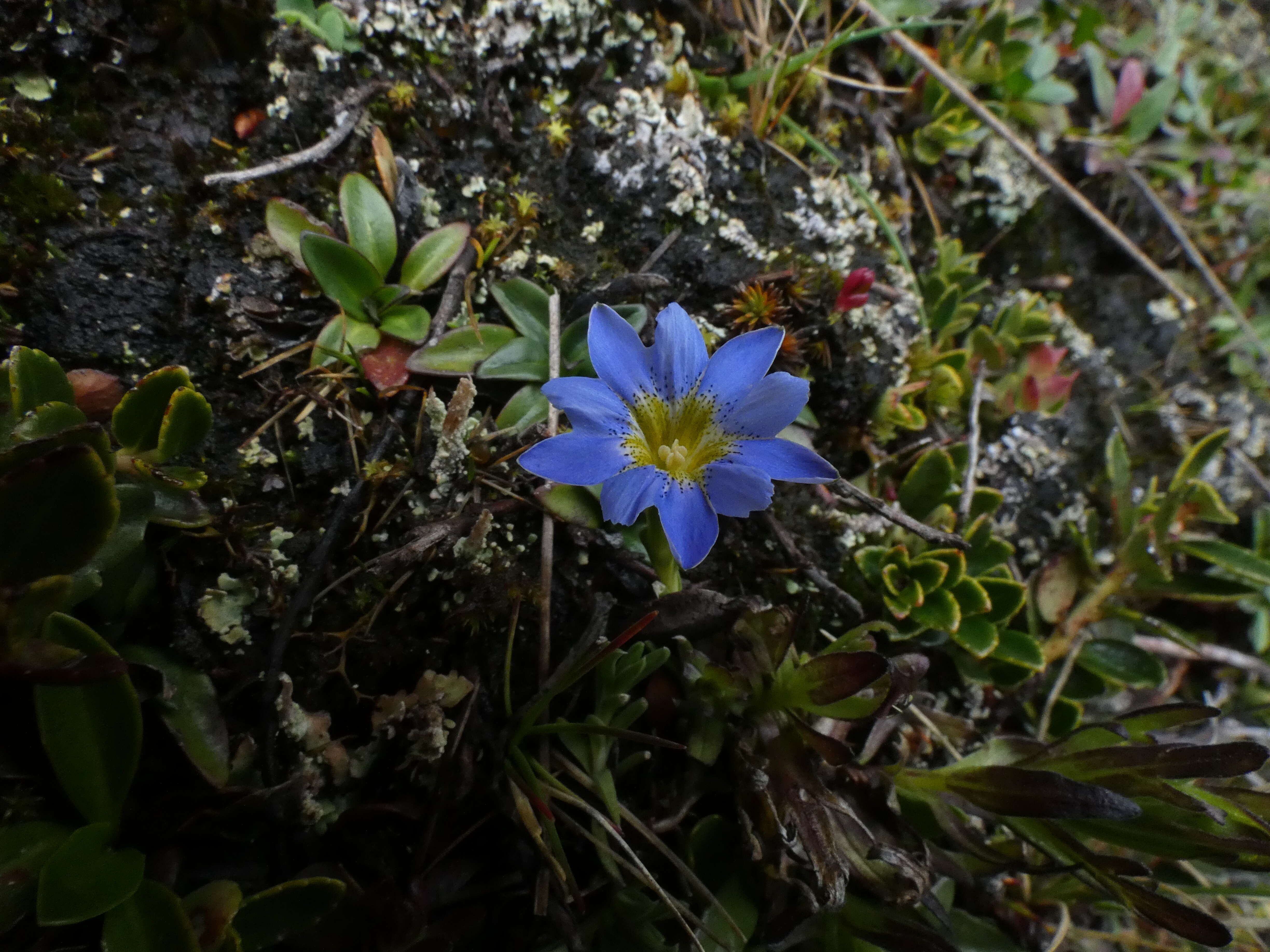 صورة Gentiana prostrata Haenke