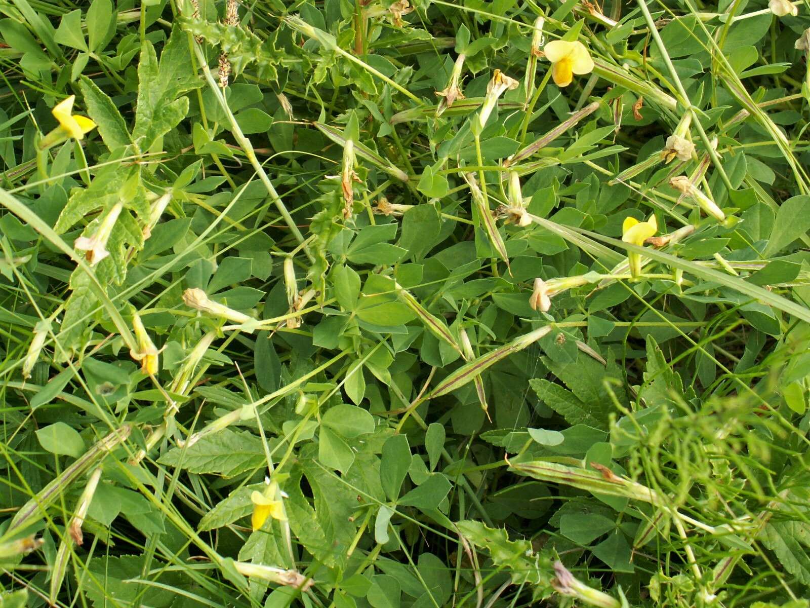 Image of dragon's teeth