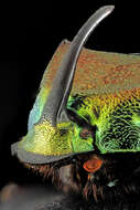 Image of Rainbow Scarab