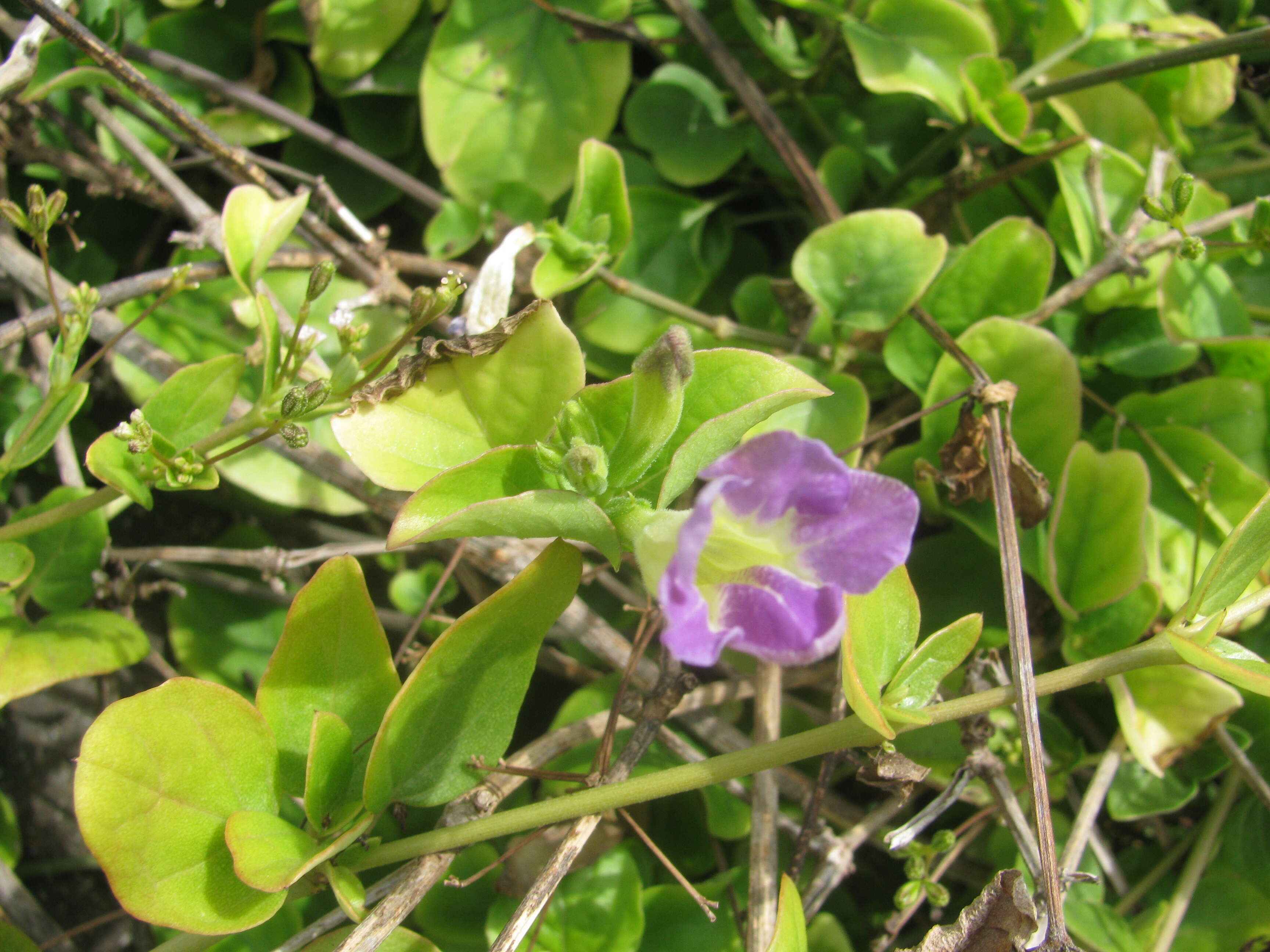 Image of Chinese violet