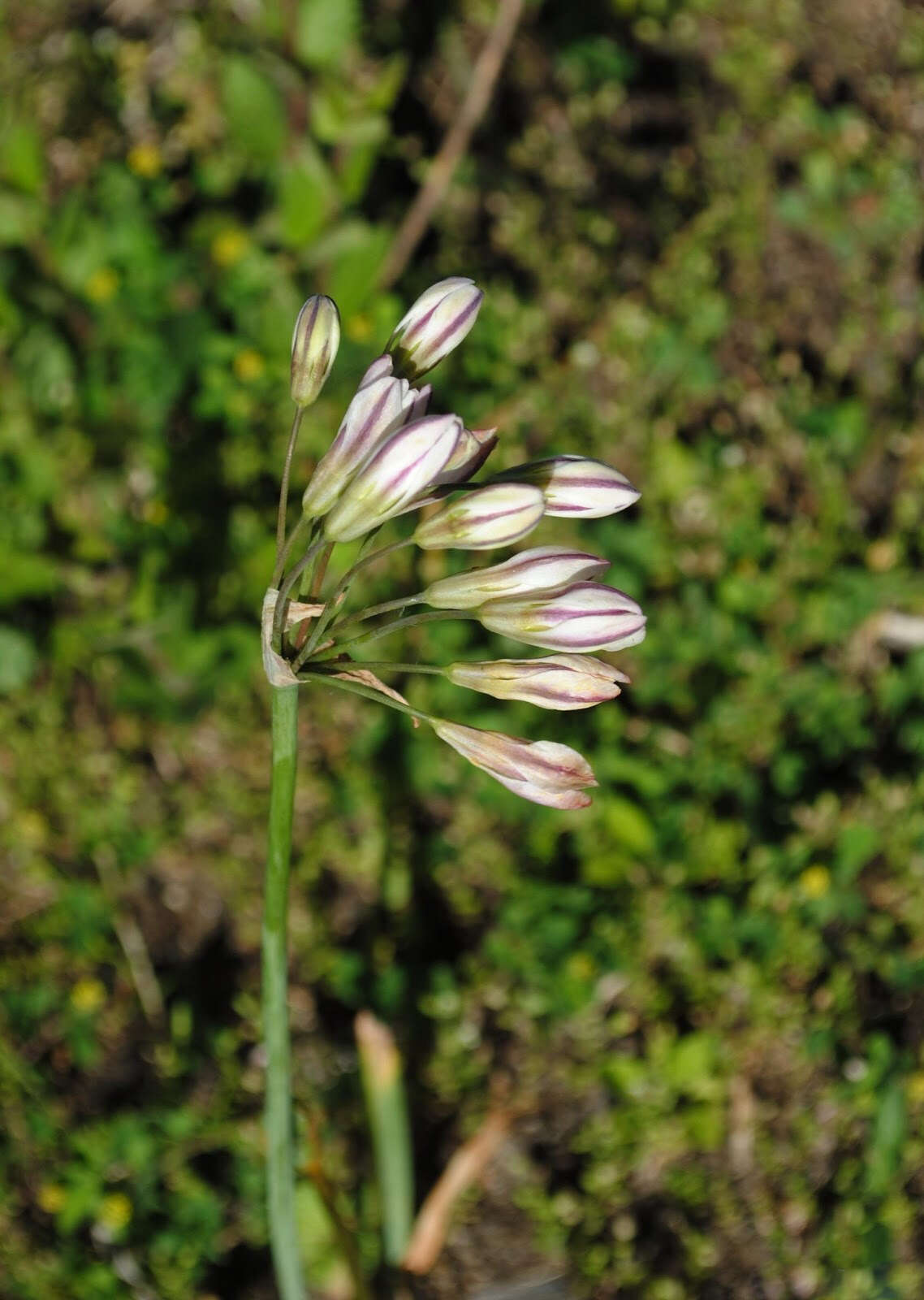 Image of slender false garlic