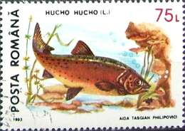 Image of Hucho