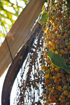 Image of Yellow-chevroned Parakeet