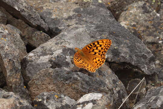 صورة Speyeria coronis Behr 1862