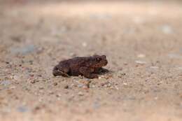 Image of Common Toad