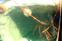 Image of Common Spiny Lobster