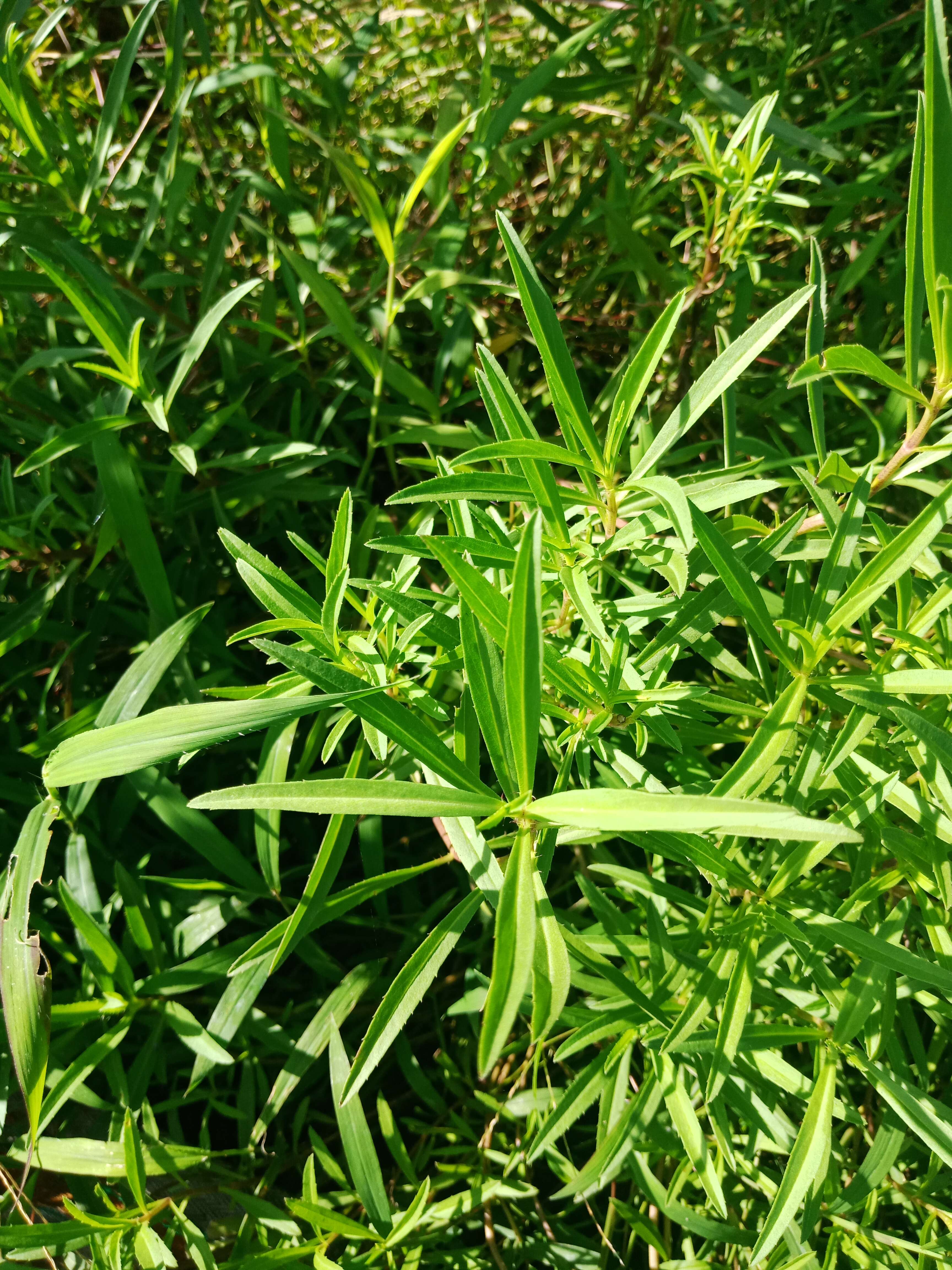 Image of tarragon