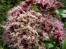 Image of hemp agrimony