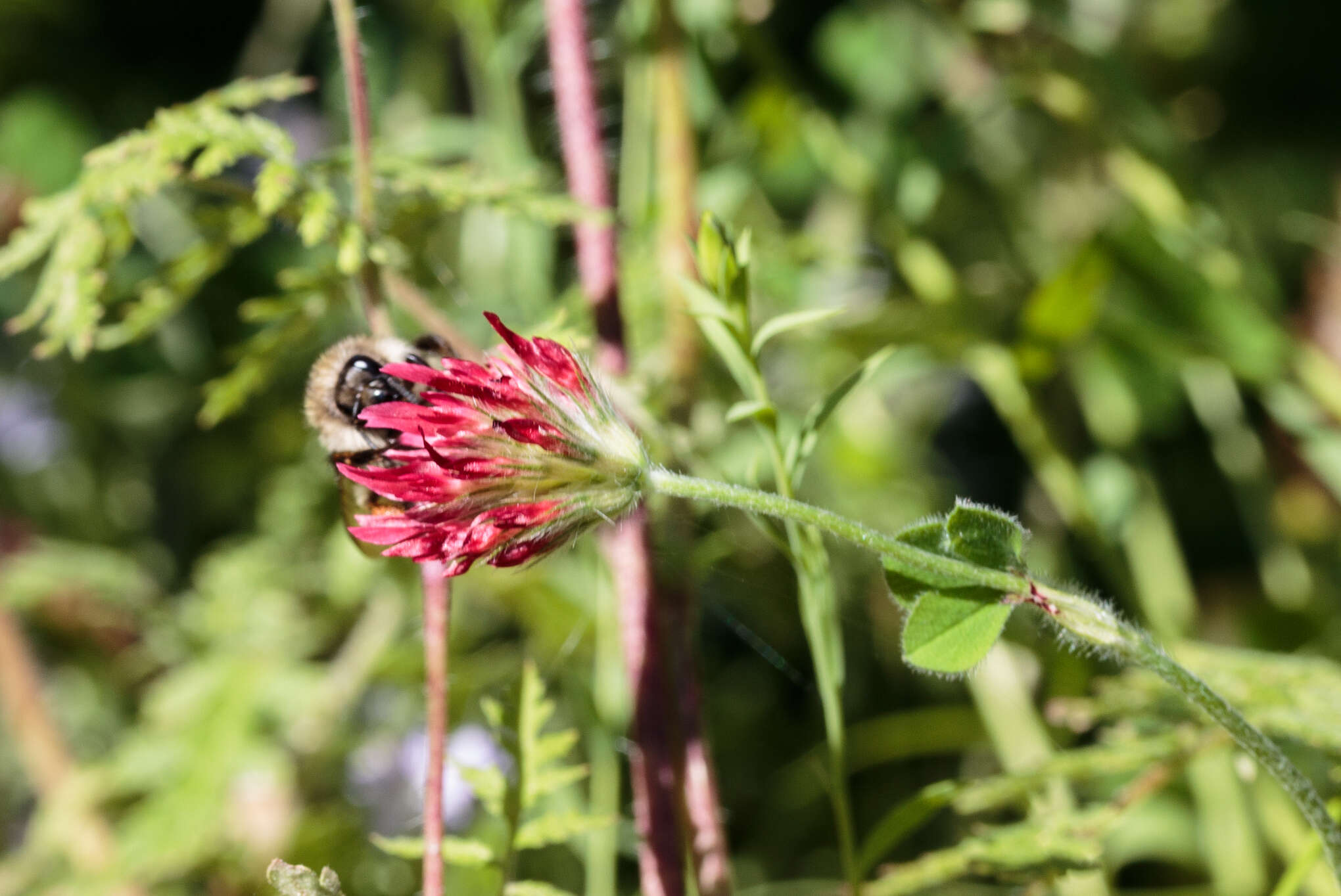 Image of strawberry clover