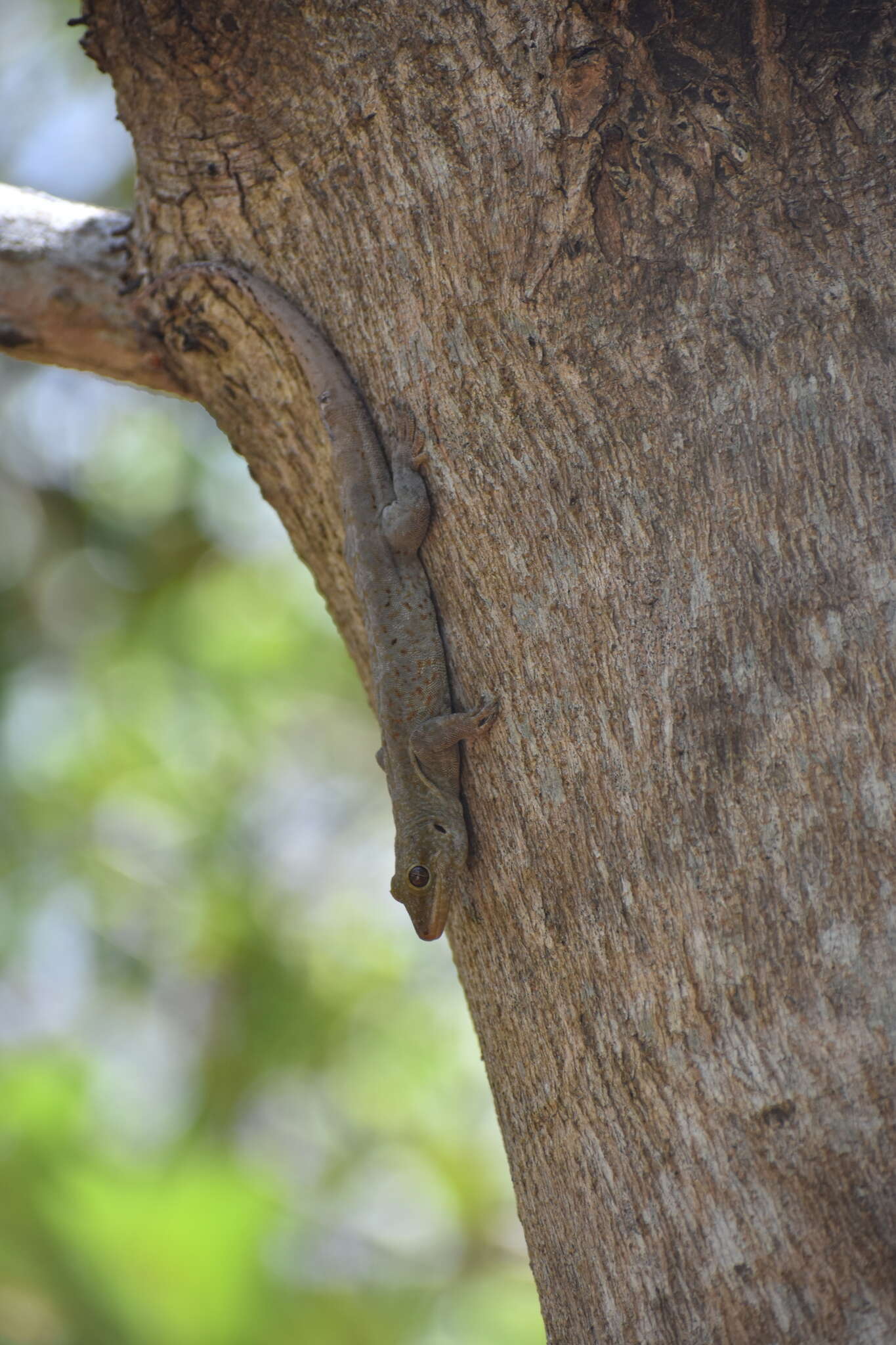 Image of croacking gecko
