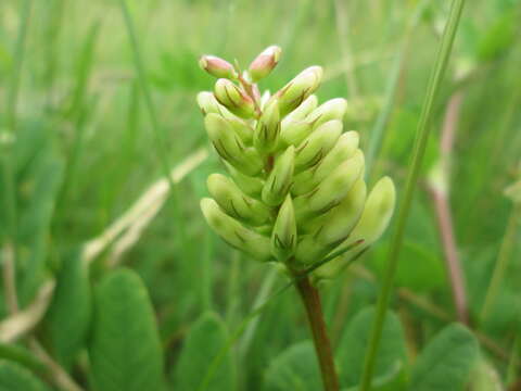 Image of licorice milkvetch