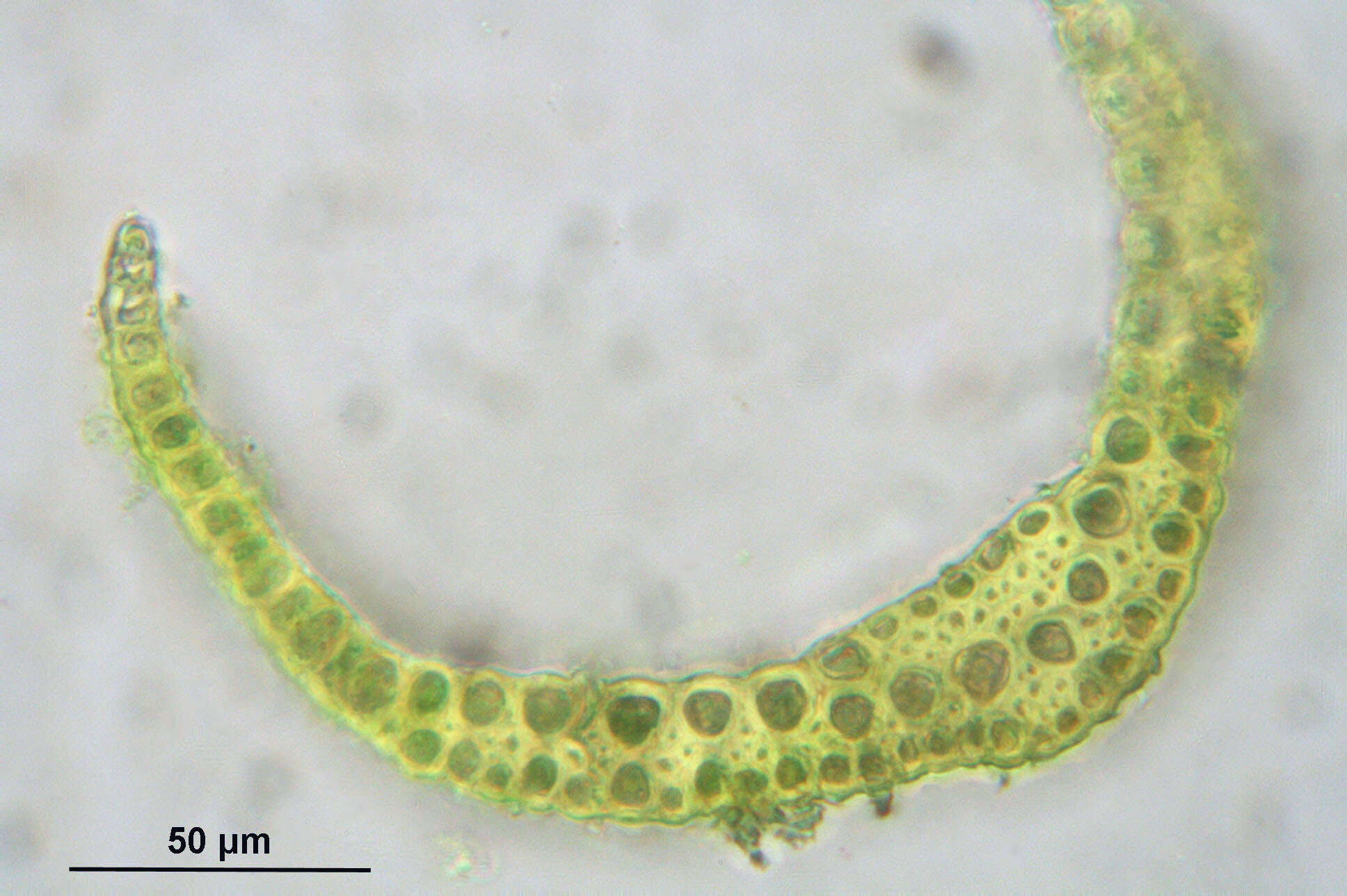 Image of denuded dicranodontium moss