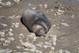 Image of Northern Elephant Seal