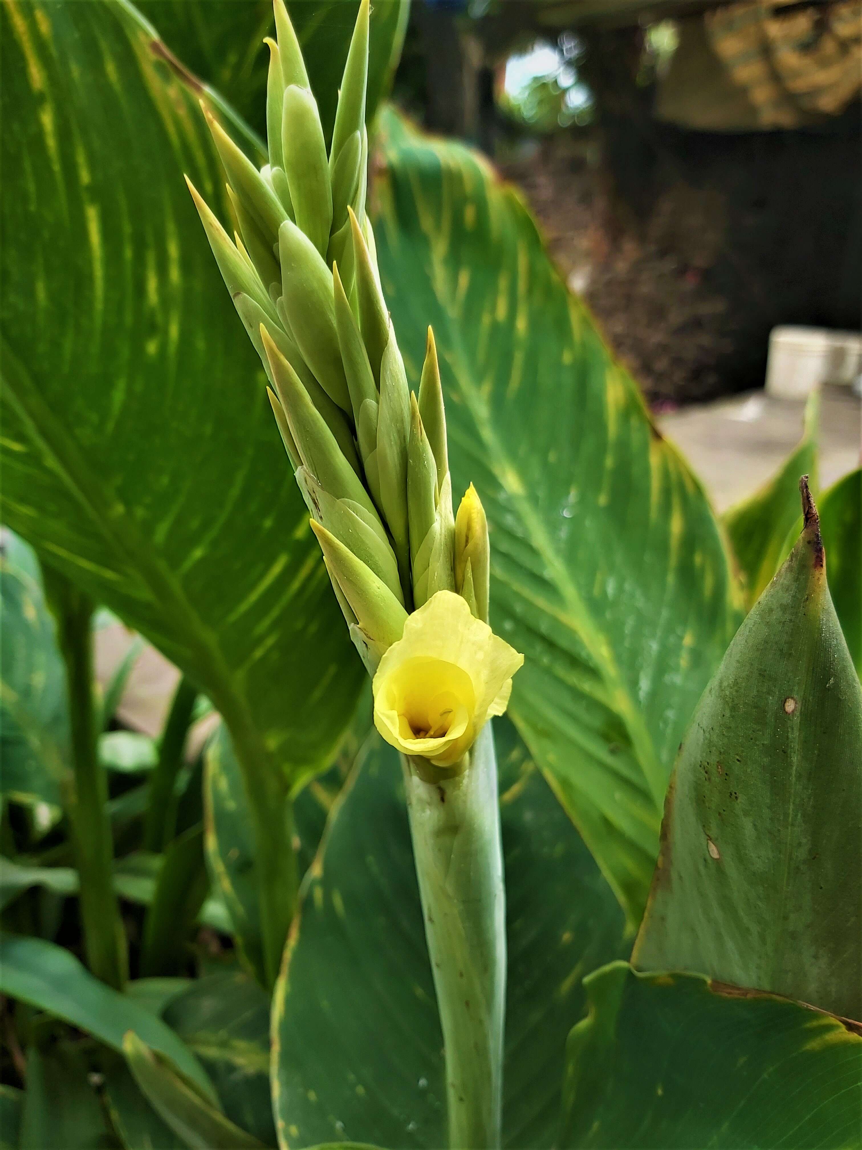 Image of calla lily