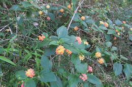 Image of lantana