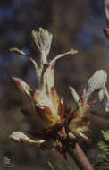 Image of European horse chestnut