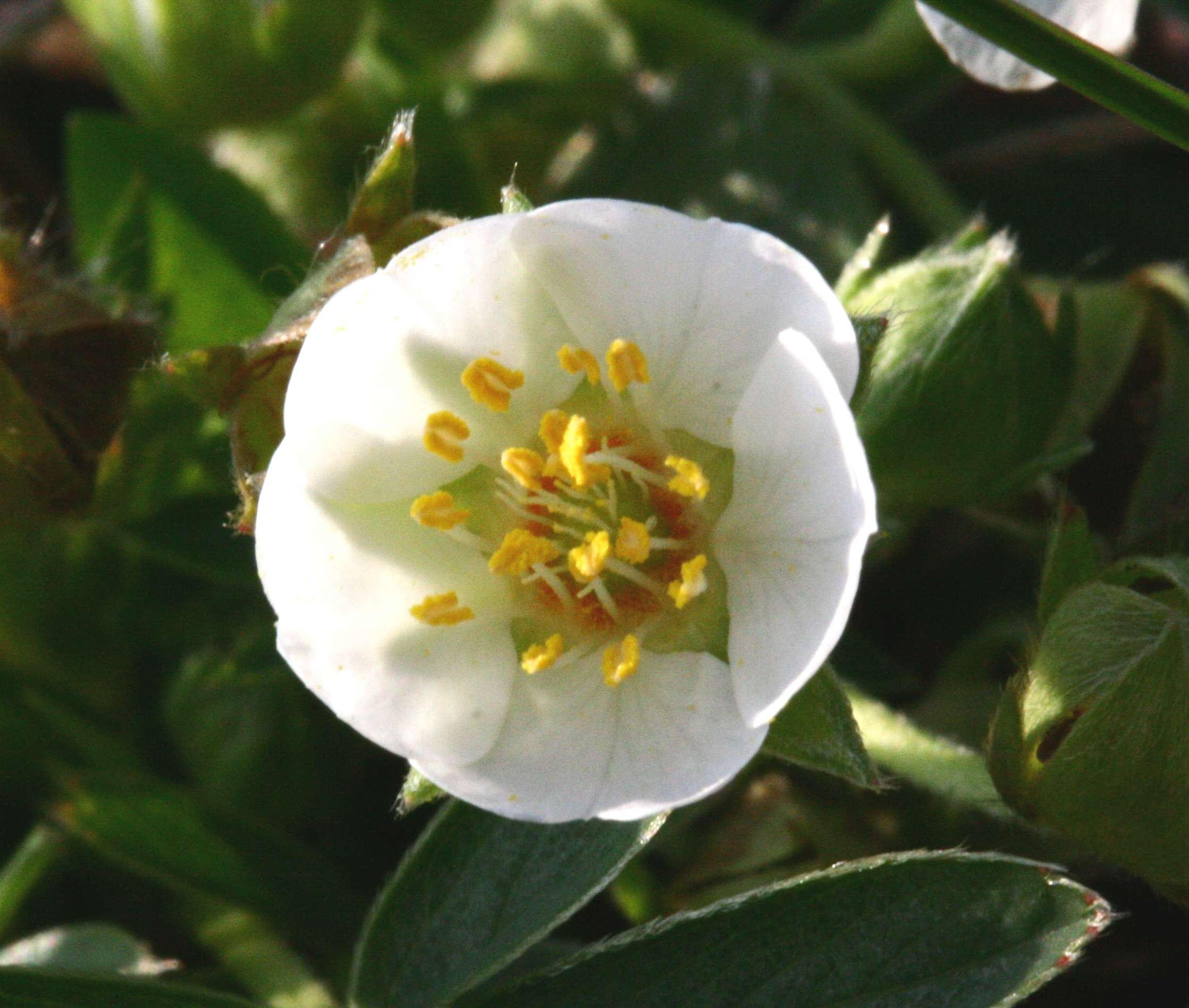 Image of White Cinquefoil