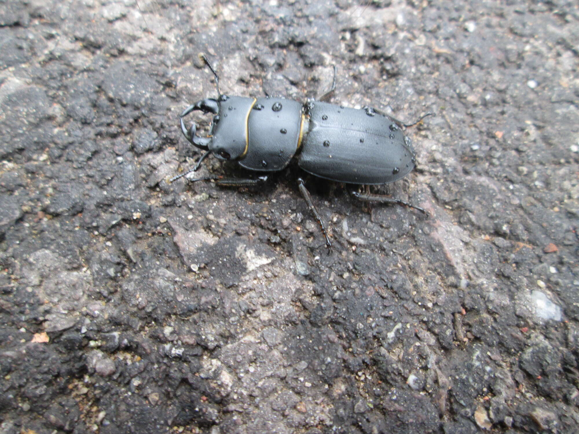 Image of Dorcus parallelipipedus (Linnaeus 1758)