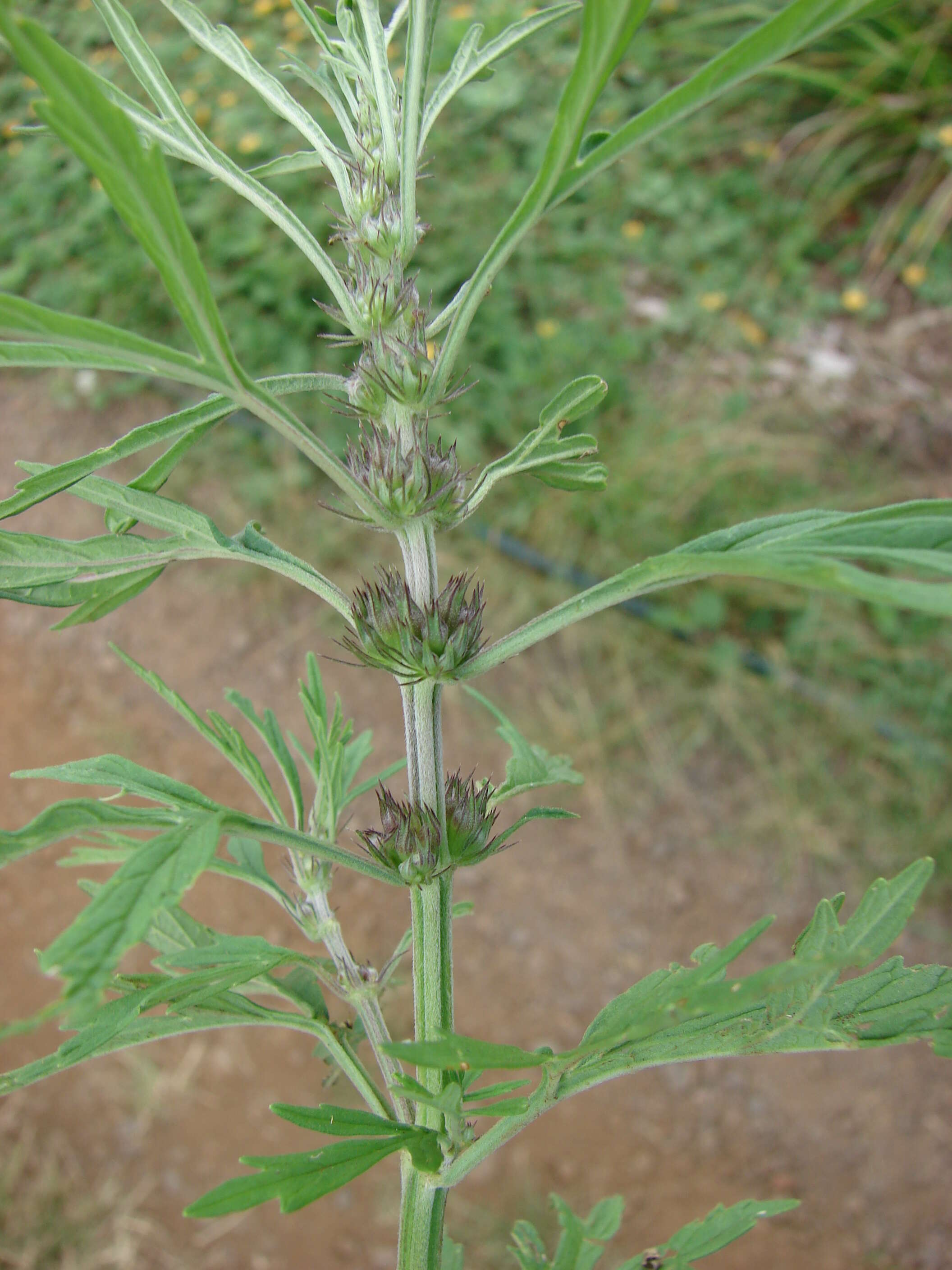 Image of Chinese motherwort