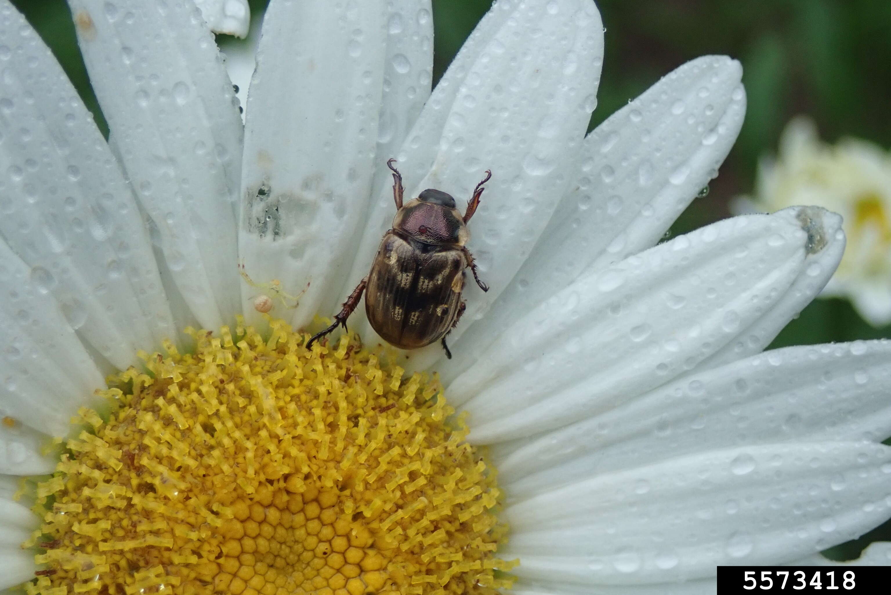 Image of Anomala orientalis