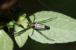 Image of Leucauge decorata (Blackwall 1864)