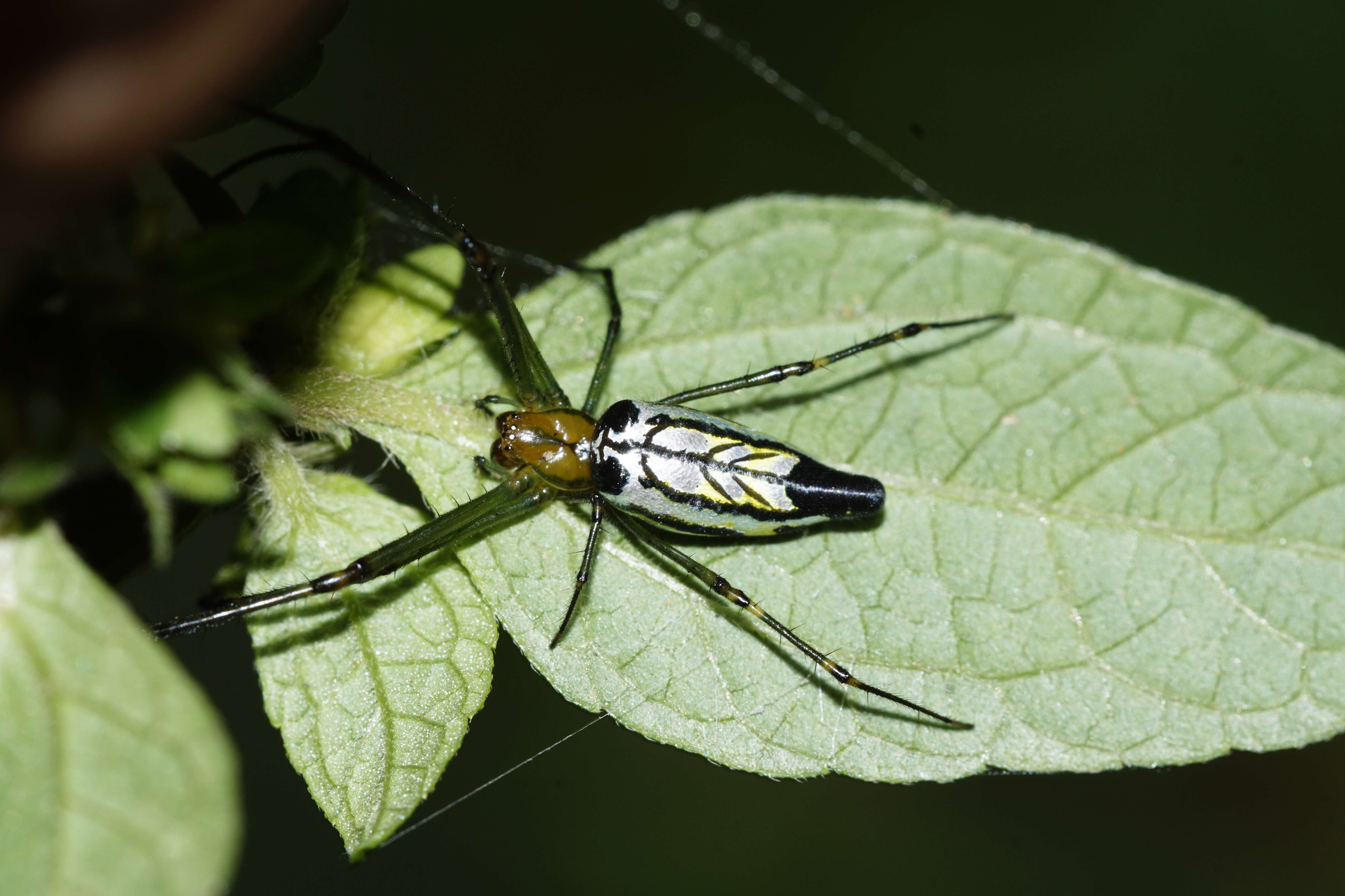 Image of Leucauge decorata (Blackwall 1864)